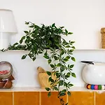 Apartman O Quinto Esquerdo *
